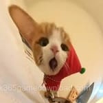 کامران سعید